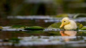 一只小鸭子在水草地上游泳，萨福克郡，英国 (© Nick Hurst/Getty Images)(Bing China)