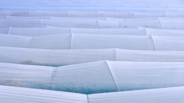 White asparagus cultivation in Abensberg, Germany
