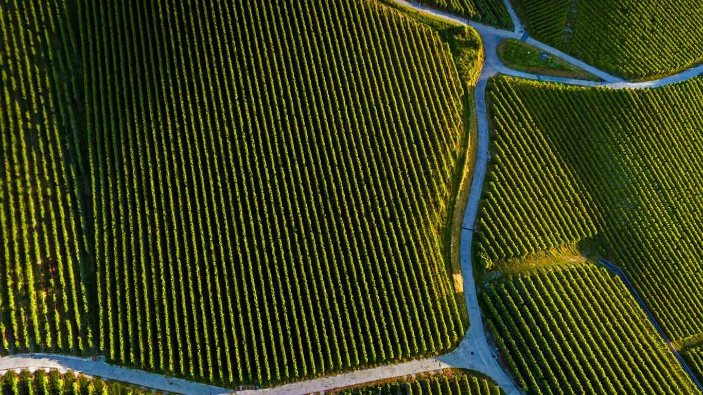 Vineyard near Pully, Vaud, Switzerland