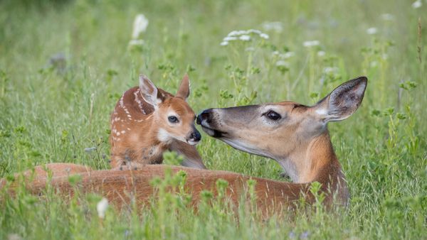 White-tailed deer doe and newborn fawn, Montana, USA