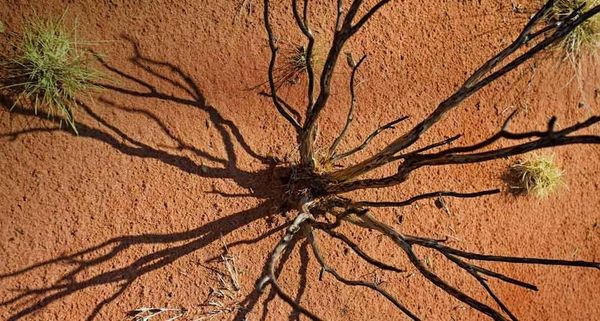 UluruPlant