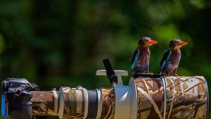Common kingfishers perched on a camera lens (© Sijanto/Getty Images)(Bing United States)