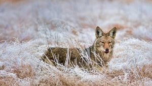 Coyote dans le Marymoor Park à Redmond, Washington, États-Unis (© Joseph Calev)(Bing France)