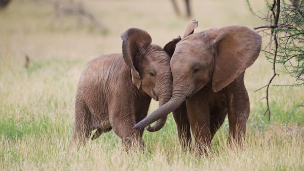 Young African elephants playing in Samburu National Reserve, Kenya