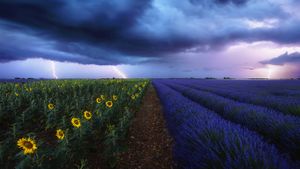 Lavender and sunflower fields under a stormy sky in Provence, France (© beboy/Shutterstock)(Bing United Kingdom)