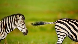 Étalon zèbre des plaines chassant un rival, Rietvlei Nature Reserve, Afrique du Sud (© Richard Du Toit/Minden Pictures)(Bing France)