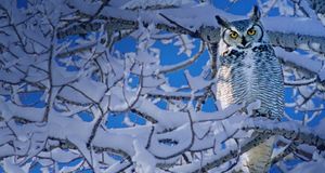 加拿大阿尔伯塔省的大角猫头鹰 (© Wayne Lynch/Corbis) &copy; (Bing China)