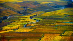 Vue aérienne de champs géométriques de raisin, vignoble en Alsace (© Alexander Sorokopud/Alamy Stock Photo)(Bing France)