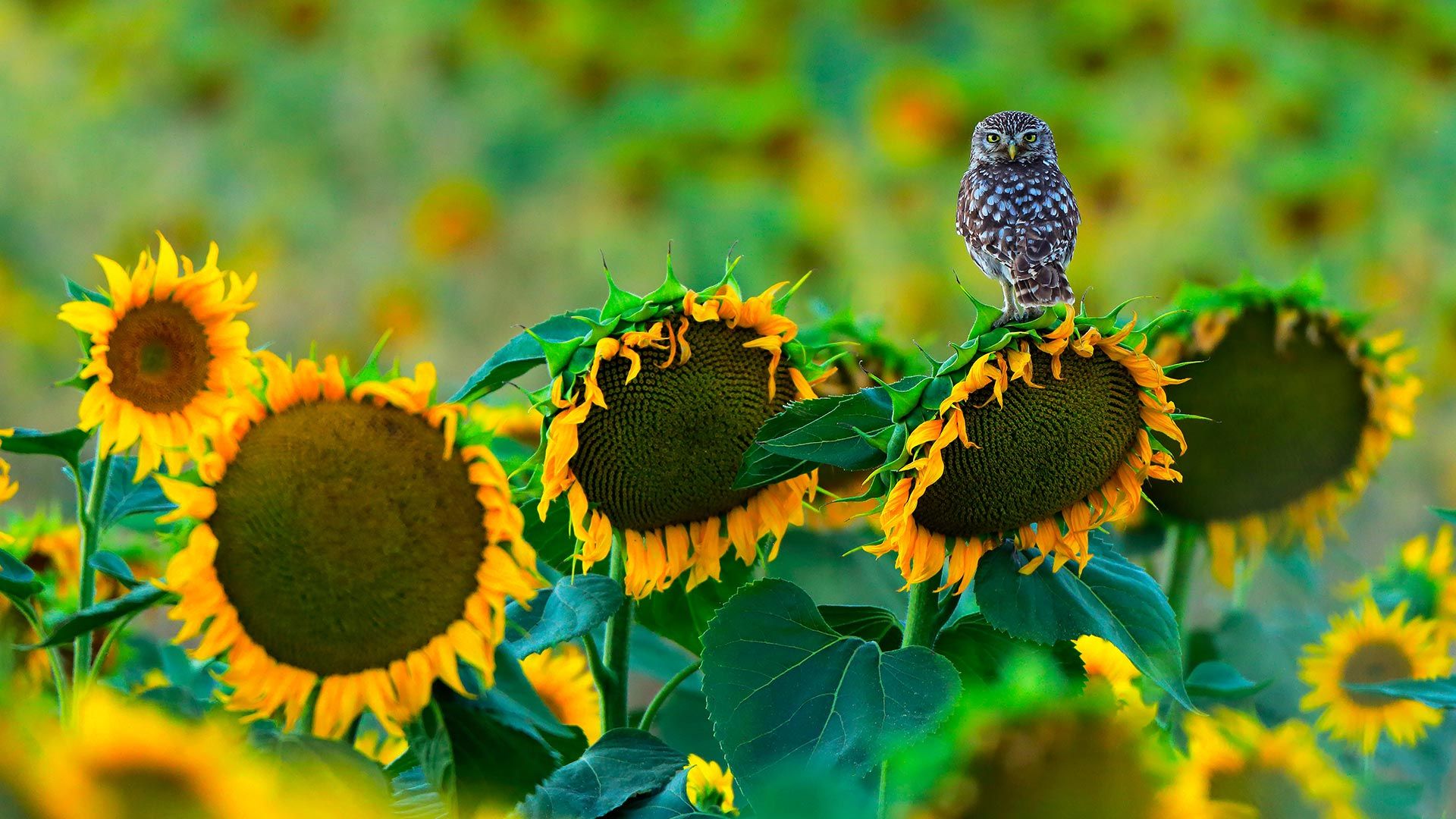 Little owl (Athene noctua) perched on sunflower, Cádiz, Andalusia, Spain