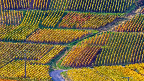 Vignobles de Champagne, parc naturel régional de la Montagne de Reims, Verzenay