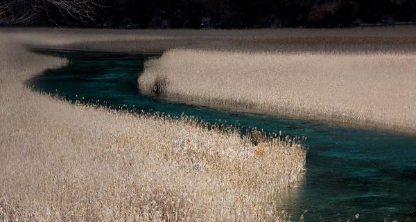 四川九寨沟的芦苇海