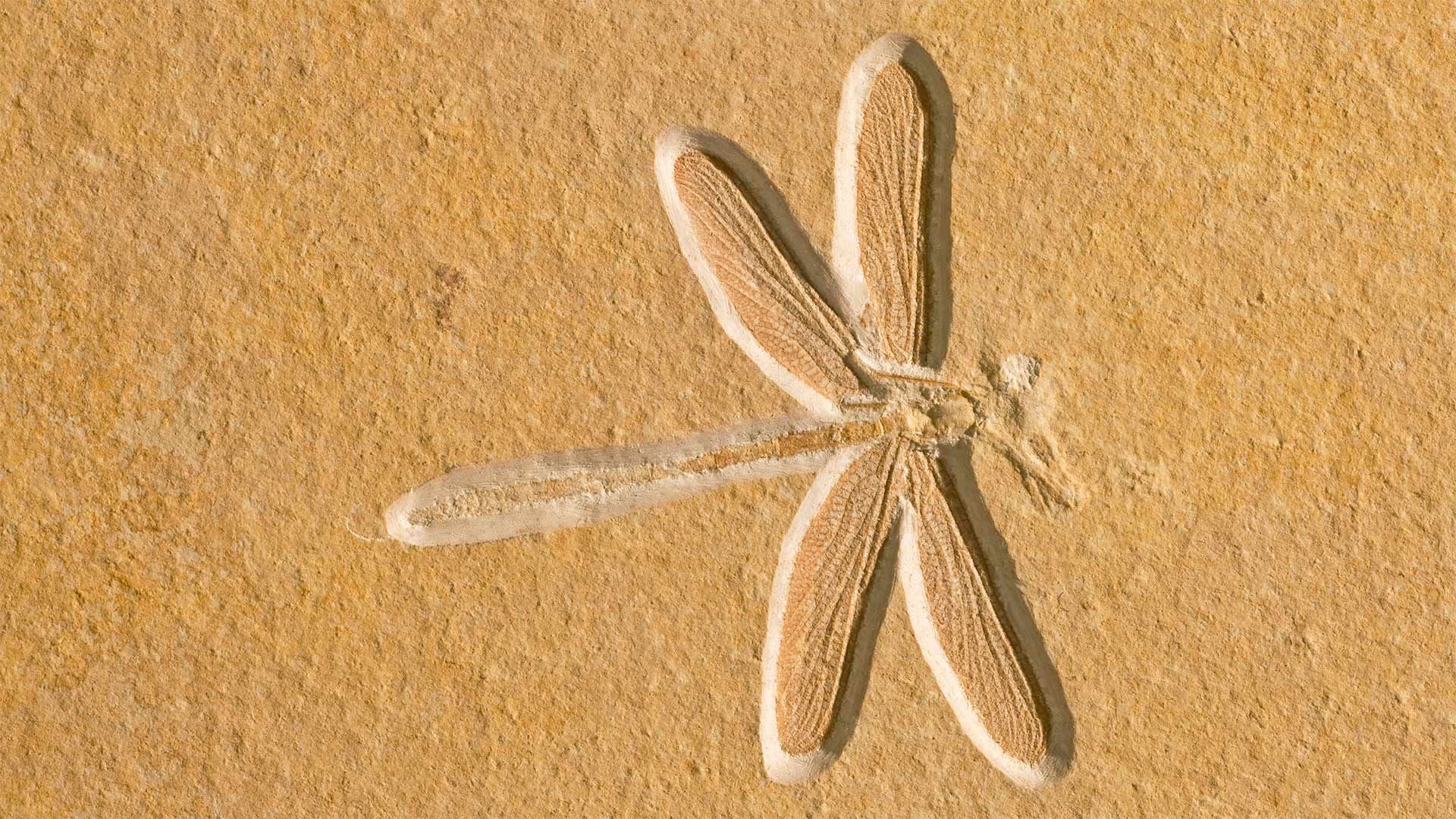 Dragonfly fossil, about 150 million years old, in Solnhofen, Bavaria, Germany