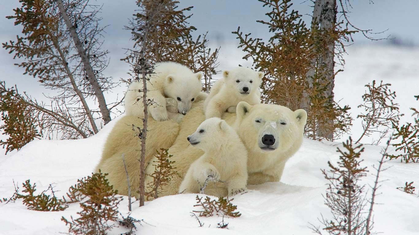 Mama polar bear and cubs in Manitoba’s Wapusk National Park, Canada