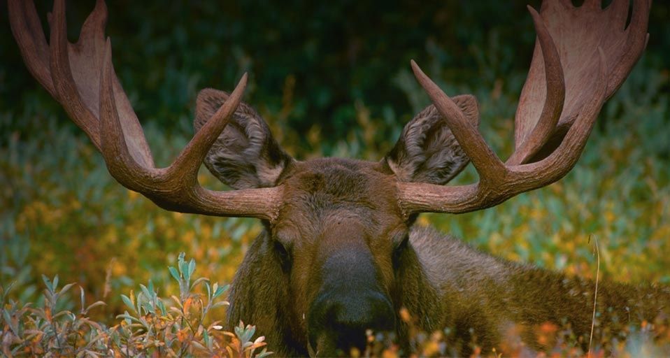 Alaska bull moose in Denali National Park, Alaska