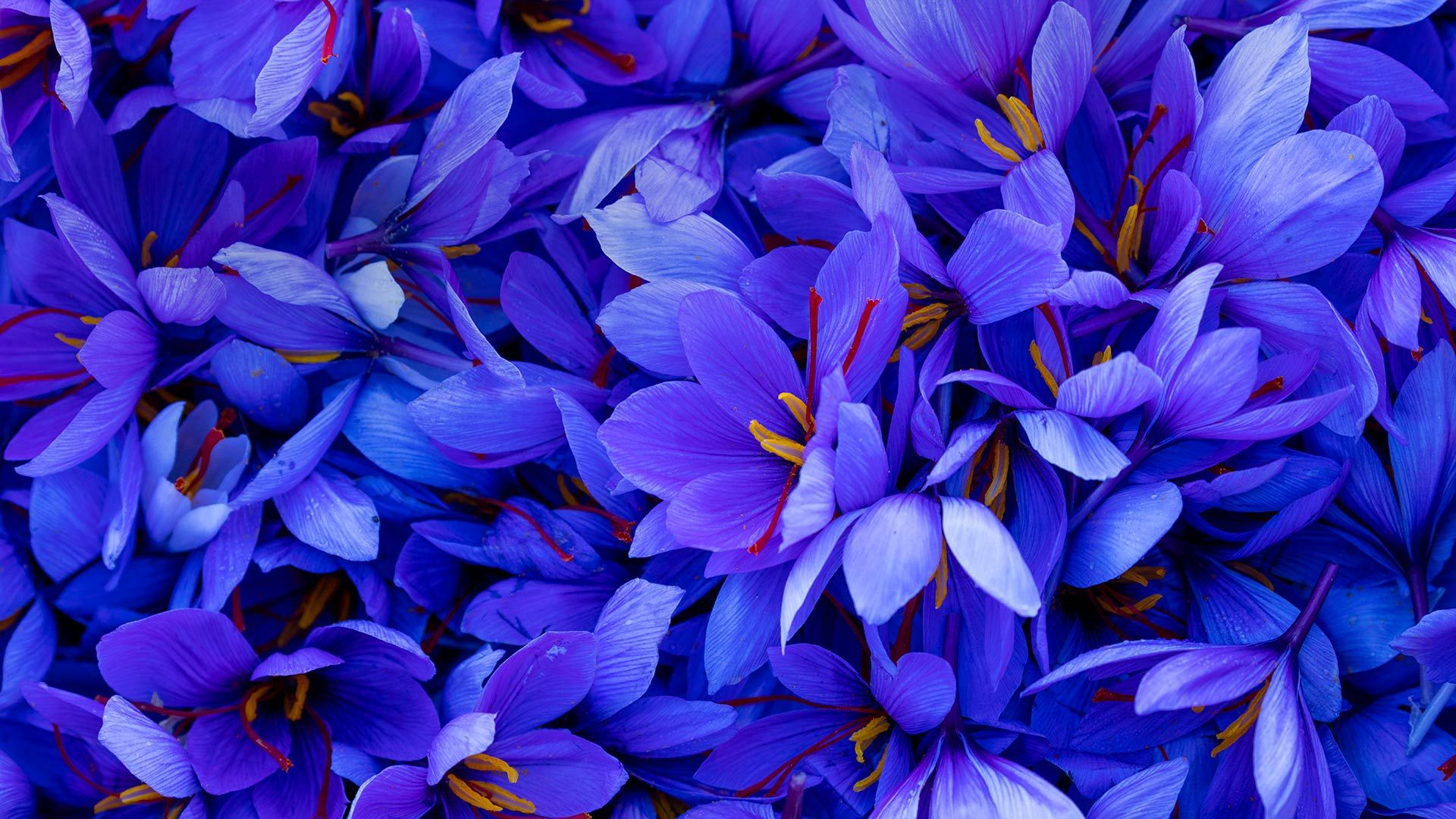 Fleurs de safran, Espagne