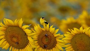 向日葵上的金翅雀，美国南卡罗来纳州 (© Teresa Kopec/Getty Images)(Bing China)