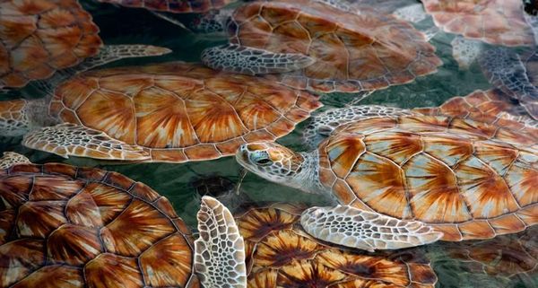 GreenSeaTurtle