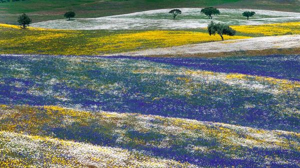 Spring flowers in Alentejo, Portugal