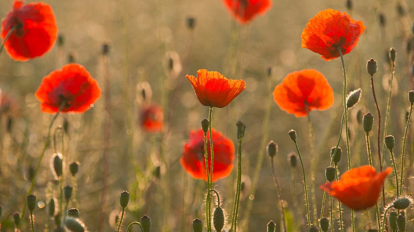 FieldPoppies_1366x768