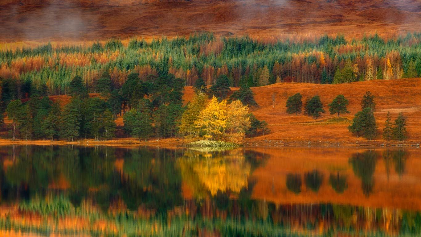 Larch trees at Loch Tulla in the Highlands of Scotland