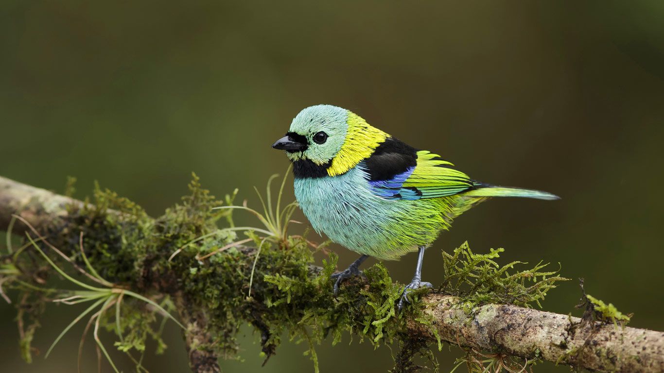 Green-headed tanager in the Atlantic Forest, Brazil