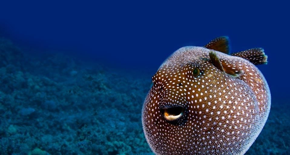 GuineafowlPufferfish