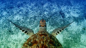 Hawksbill sea turtle swims near Akajima, Okinawa, Japan (© Robert Mallon/Getty Images)(Bing Australia)