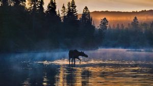 Western moose in Isle Royale National Park, Michigan (© Jim Brandenburg/Minden Pictures)(Bing New Zealand)