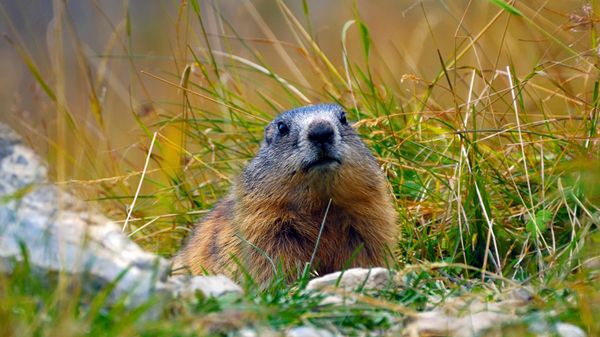 Alpine marmot