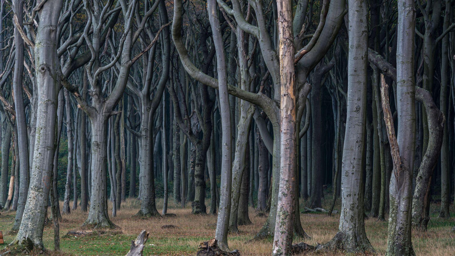 Foresta fantasma, Nienhagen, Meclemburgo-Pomerania Occidentale, Germania