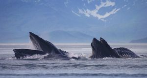 Humpback whales in Lynn Canal, Alaska (© Bernd Römmelt/4Corners) &copy; (Bing New Zealand)