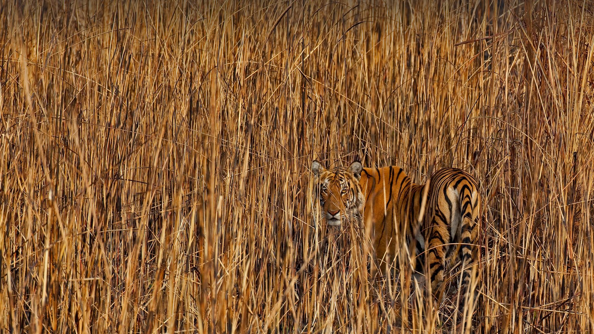 Tiger camouflaged in tall grass, Assam, India