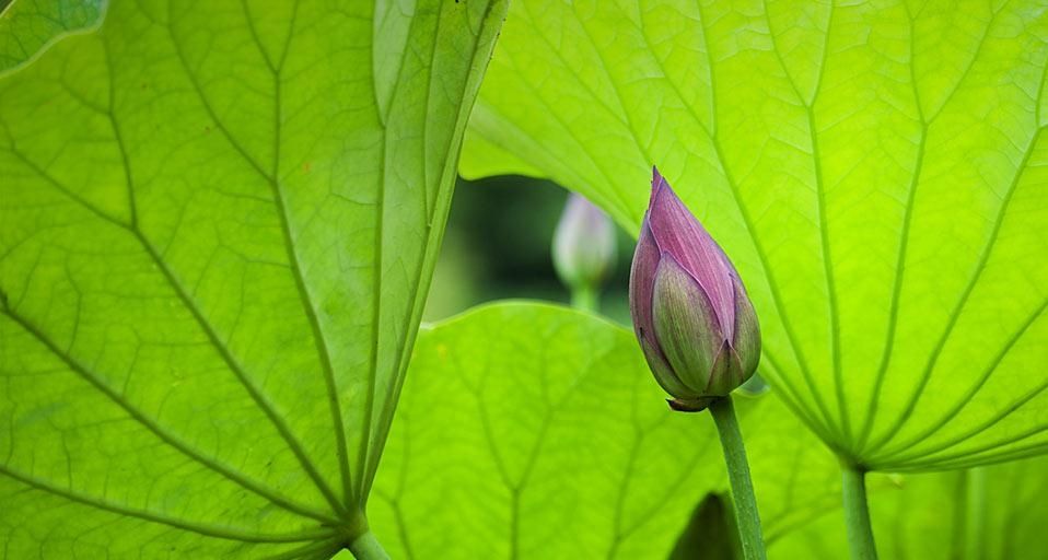 LotusBuds