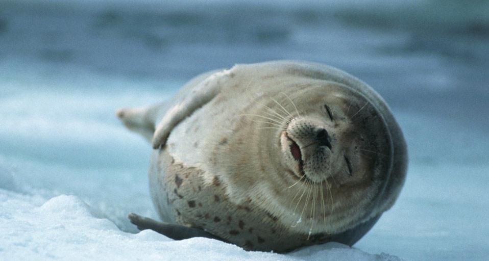 HarborSeal