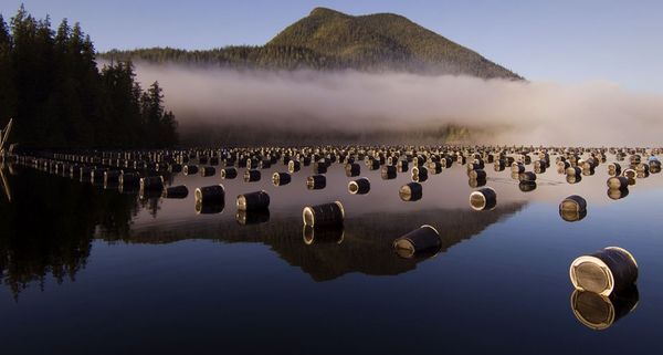 Oyster farm on Lemmens Inlet in Clayoquot Sound, Vancouver Island, British Columbia, Canada