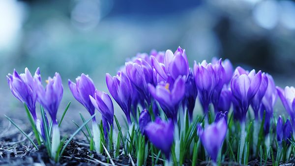Crocus flowers