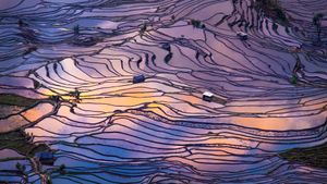 Aerial view of terraced rice fields, Yuanyang County, China (© AlexGcs/Getty Images)(Bing United States)