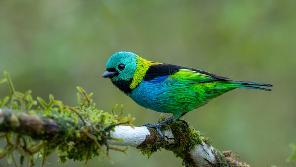 Green-headed tanager