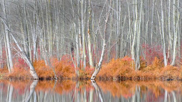 Bare trees and autumn ferns in Beaver Lake Nature Center, New York