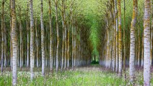 Forêt de bouleaux, Bourgogne (© Wenphotos/Alamy)(Bing France)