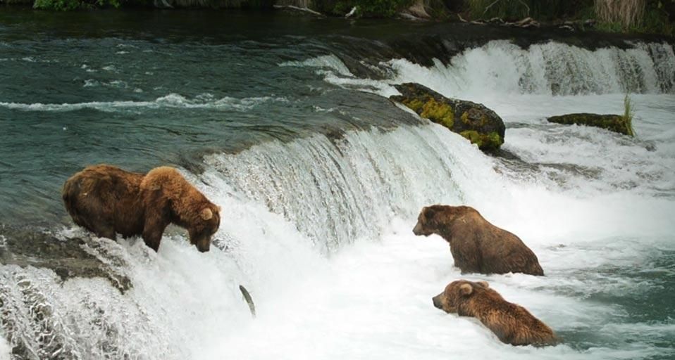 BearsBrooksFalls