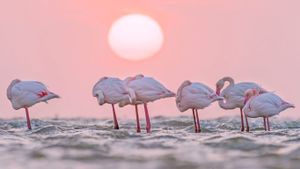 Greater flamingos in Walvis Bay, Namibia (© Yva Momatiuk and John Eastcott/Minden Pictures)(Bing United Kingdom)