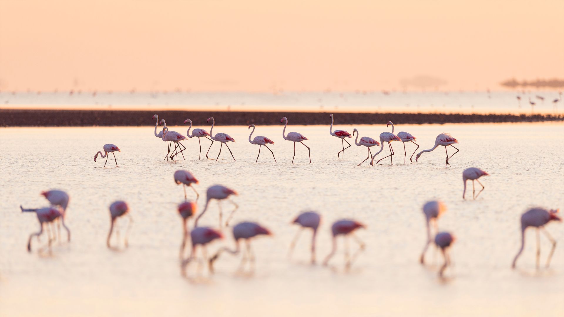 Flamants roses au lever du soleil, Saintes-Maries-de-la-Mer, Parc Naturel Régional de Camargue, France