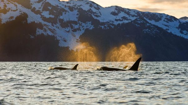 Orcas in Resurrection Bay near Kenai Fjords National Park, Alaska, USA