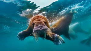 北冰洋中游泳的海象 (© Fabrice Simon/Corbis)(Bing China)
