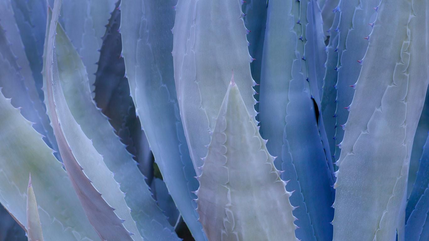 Close-up of a blue agave plant