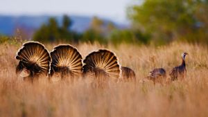 Wild turkeys in Rio Grande, Texas (© Radius Images/Getty Images)(Bing United States)