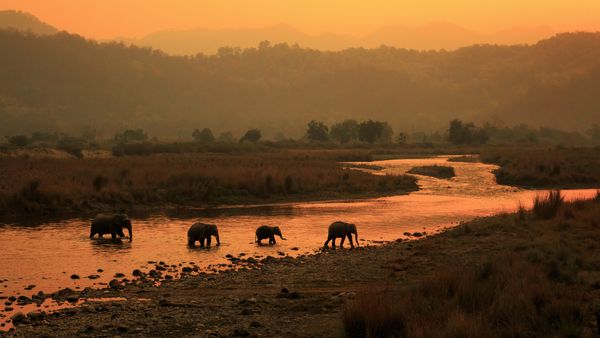 Elephants in Jim Corbett National Park, India
