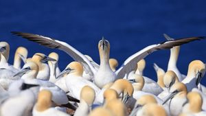 Colony of northern gannets, Quebec (© Vladone/Getty Images)(Bing Canada)