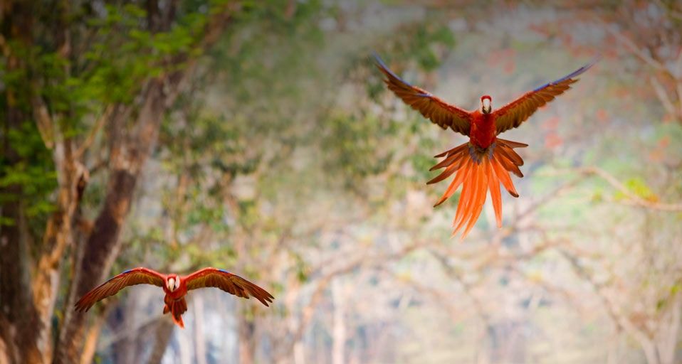Parrots